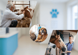 23rd Workshop on VICH GCP_V1 (1)