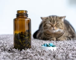 Copy of Section Headers_Newsletter2 (520x412px) (4)