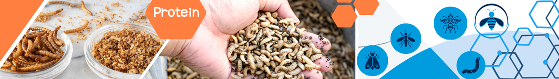 Newsletter section - IPIFF partnership