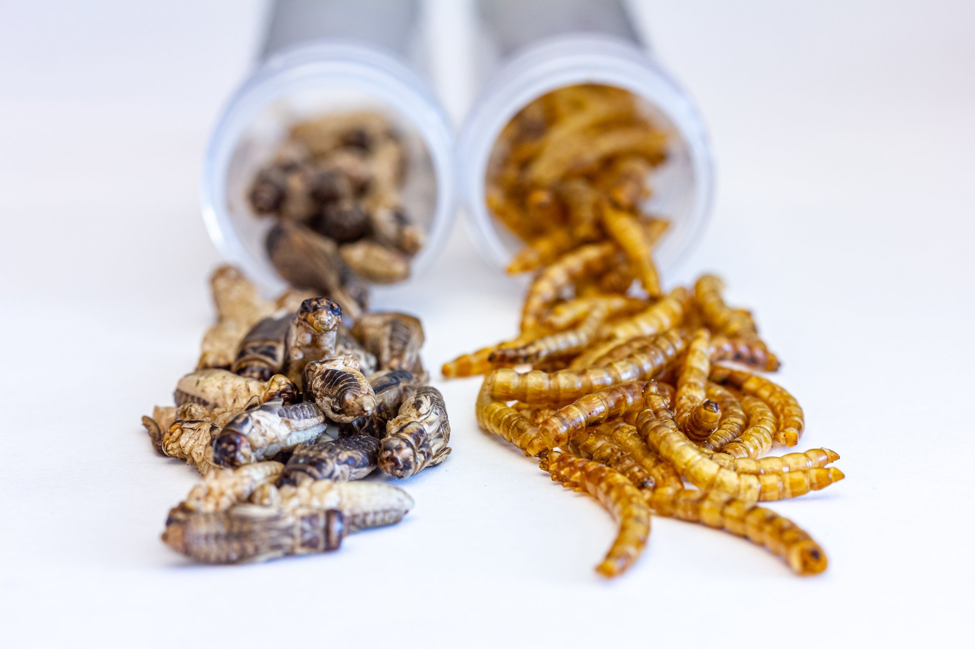 shutterstock_1989433622