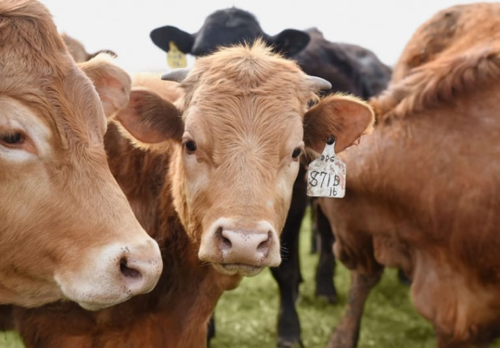 cows cows